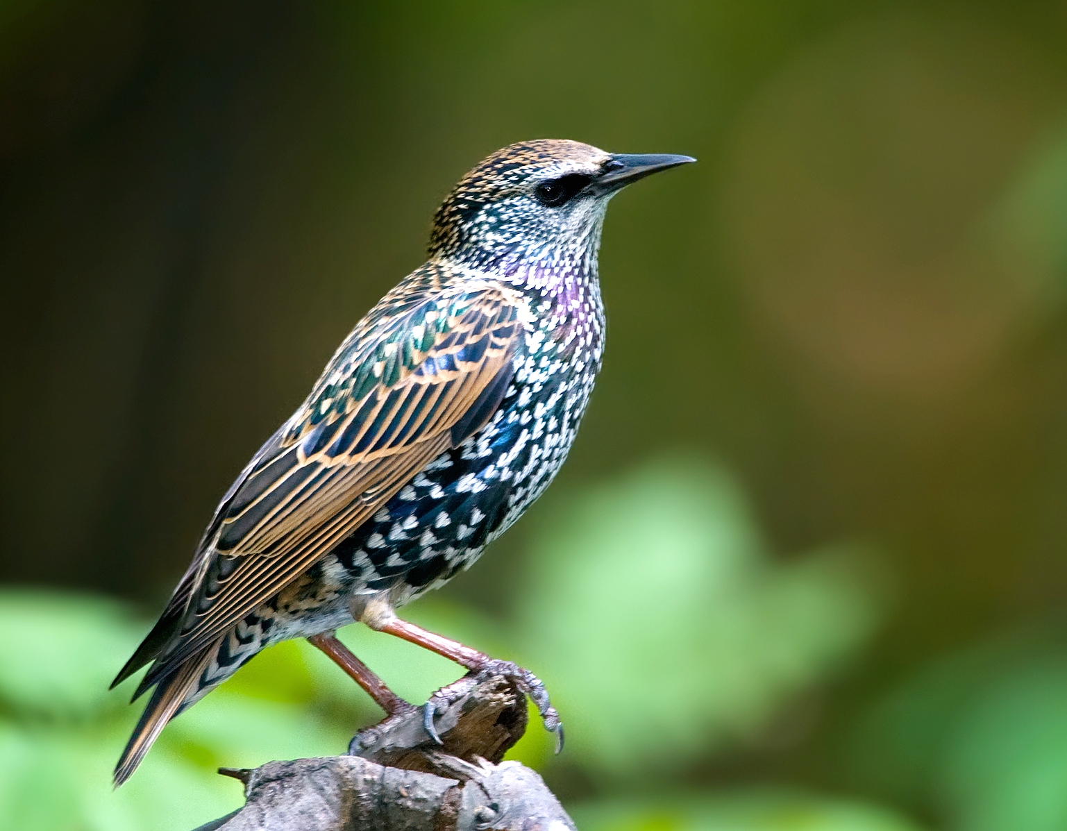 European starling | Conscious Companion