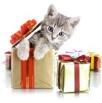 kitty gift