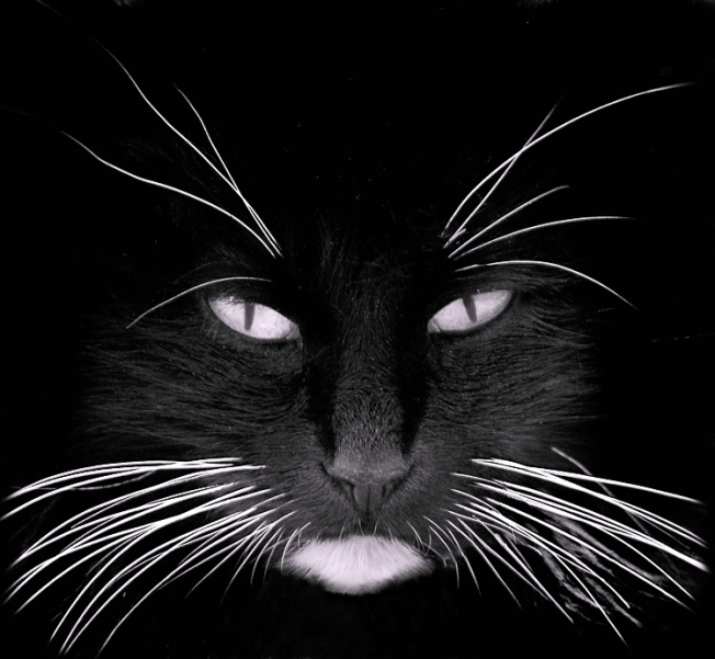 black_cat_white_whiskers