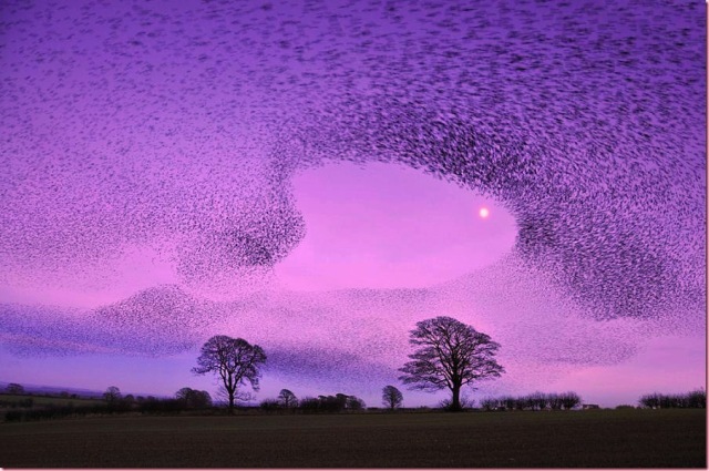 A Flock of European Starlings in a Murmuration