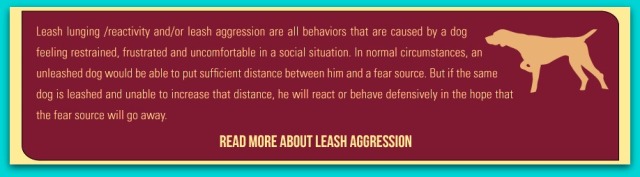 leash-aggression_dog barks lunges on leash