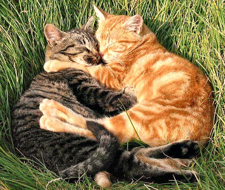 cat-hug.jpg