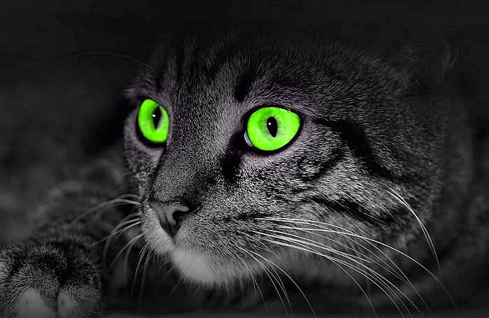 https://consciouscompanion2012.files.wordpress.com/2013/06/cat-night-vision.jpg