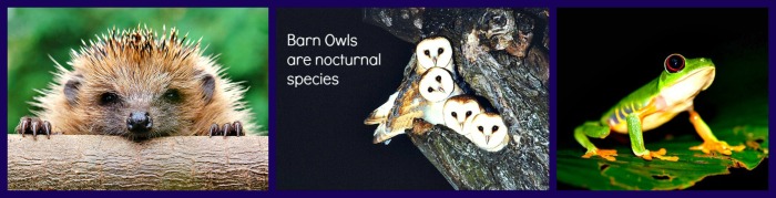Hedgehogs, red-eyed treefrogs and barn owls are true nocturnal species