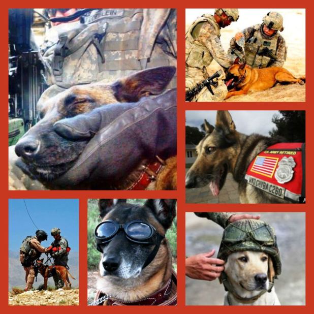 Recognition, Retirement, Care and Adoption of Military Working Dogs