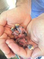 The wee birds were flopping and crying until I placed them into my husbands hand; they immediately calmed.