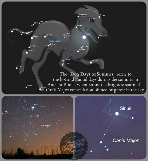 dog days of summer _Canis Major_Constellations