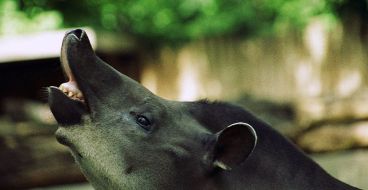 Tapir Tapirus_terrestris_flehmen