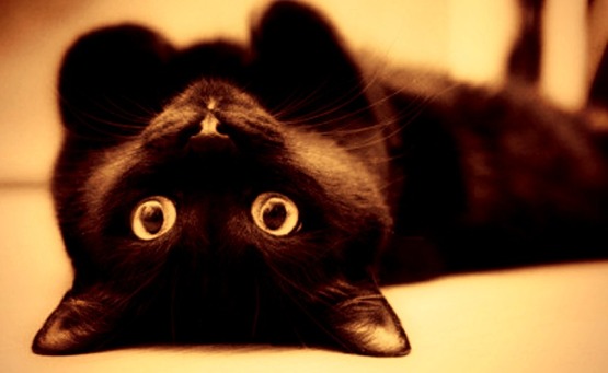 Black cats_cat training