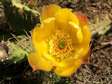 cactus-flower_socal