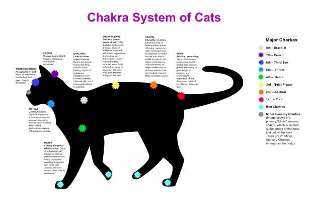 Chakra-System-of-Cats