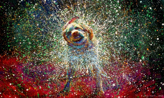 Dog Shake Art_Energy_year of the dog_earth dog
