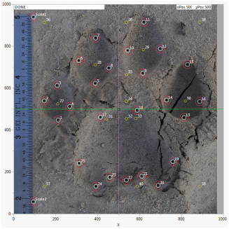 A puma footprint showing the placement of 25 landmark points (red circles) and 15 points derived from them and generated by the FIT script (yellow circles). The landmark points and derived points are numbered in one sequence, providing 40 total points from which measurements (variables) of the footprint are made.