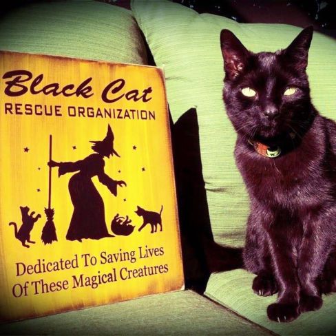 Black Cat Day_world black cat day_black cats_feline facts_conscious companion_empath (2)