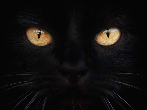 pictures-of-cat-eyes_black cat day
